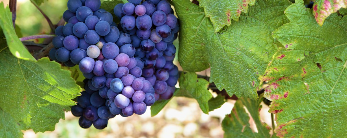 Red pinot noir red wine grapes Burgundy vineyard France.